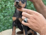 Safkan Doberman Yavrular Kuyruk Estetikli