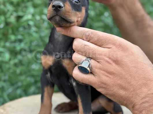 Safkan Doberman Yavrular Kuyruk Estetikli görsel