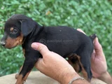 Safkan Doberman Yavrular Kuyruk Estetikli