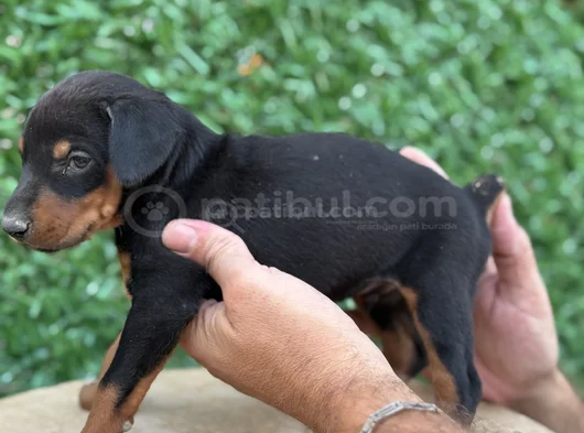 Safkan Doberman Yavrular Kuyruk Estetikli görsel