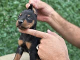 Safkan Doberman Yavrular Kuyruk Estetikli