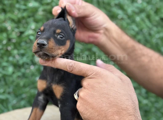 Safkan Doberman Yavrular Kuyruk Estetikli