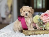 Irkının En İyi Üst Kalite Maltipoo Bebekleri Hazır