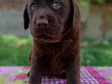 Çikolata Labrador Yavrular