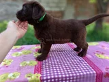 Çikolata labrador yavrular