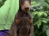 Kızıl Irkının En Güzeli Doberman Yavrular