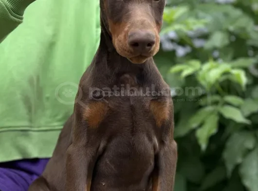 Kızıl Irkının En Güzeli Doberman Yavrular görsel