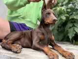 Kızıl ırkının en güzeli doberman yavrular