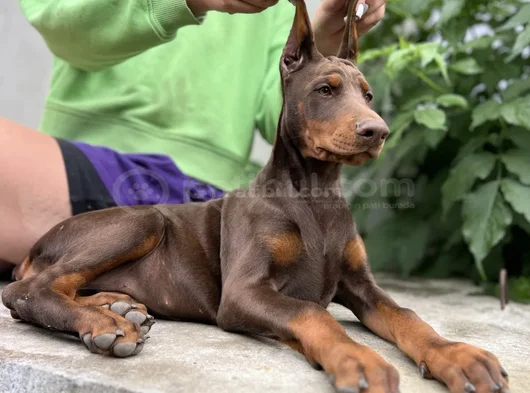 Kızıl Irkının En Güzeli Doberman Yavrular