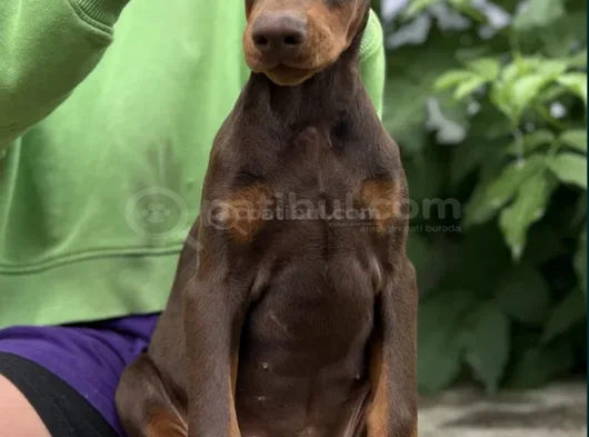 Kızıl Irkının En Güzeli Doberman Yavrular görsel