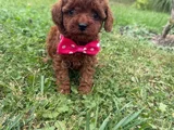 Irkının en özel yavruları toy poodle