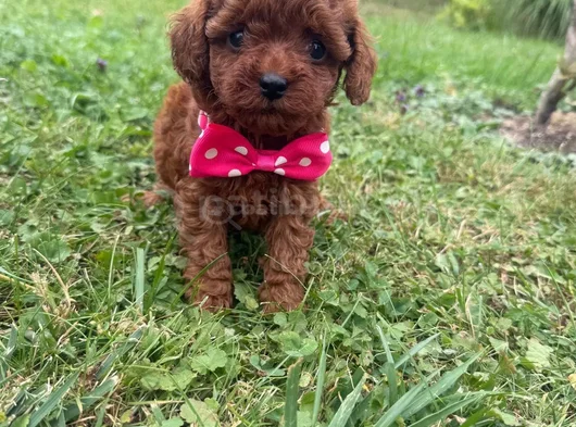 Irkının En Özel Yavruları Toy Poodle