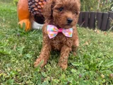Irkının En Özel Yavruları Toy Poodle