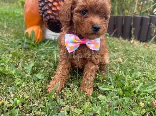 Irkının En Özel Yavruları Toy Poodle görsel