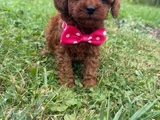 Irkının En Özel Yavruları Toy Poodle