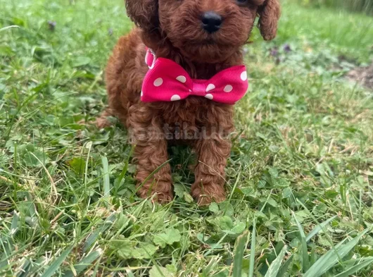 Irkının En Özel Yavruları Toy Poodle görsel