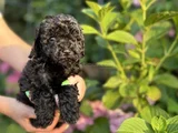 Siyah Elmas Değerini Bilene Toy Poodle Yavrular