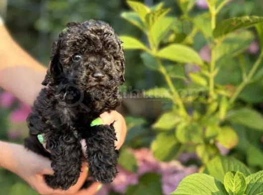 Siyah Elmas Değerini Bilene Toy Poodle Yavrular görsel