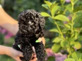 Siyah Elmas Değerini Bilene Toy Poodle Yavrular