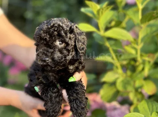 Siyah Elmas Değerini Bilene Toy Poodle Yavrular görsel