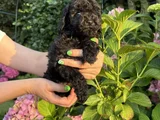 Siyah elmas değerini bilene toy poodle yavrular