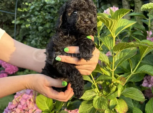 Siyah Elmas Değerini Bilene Toy Poodle Yavrular