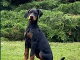 Irkının en özel yavruları doberman