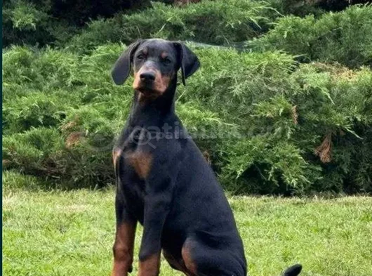 Irkının En Özel Yavruları Doberman