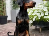 Irkının En Özel Yavruları Doberman