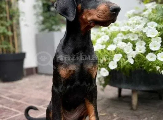 Irkının En Özel Yavruları Doberman görsel