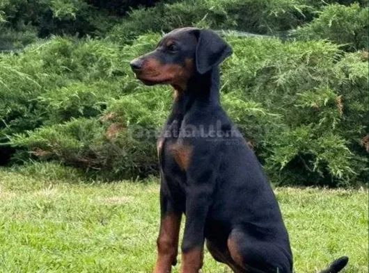 Irkının En Özel Yavruları Doberman görsel