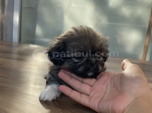 Sağlikli Peki̇nez Yavrulari görsel