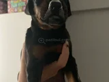 2 aylık yavru dişi doberman 8000 tl