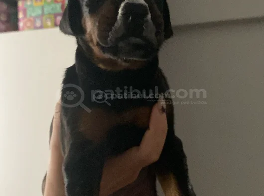 2 Aylık Yavru Dişi Doberman 8000 Tl