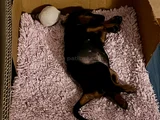 2 Aylık Yavru Dişi Doberman 8000 Tl