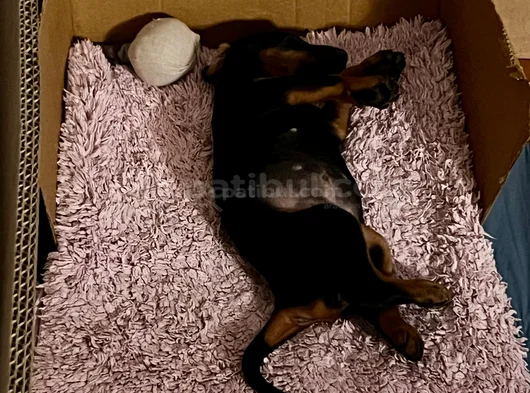 2 Aylık Yavru Dişi Doberman 8000 Tl görsel