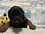 2 Aylık Yavru Dişi Doberman 8000 Tl