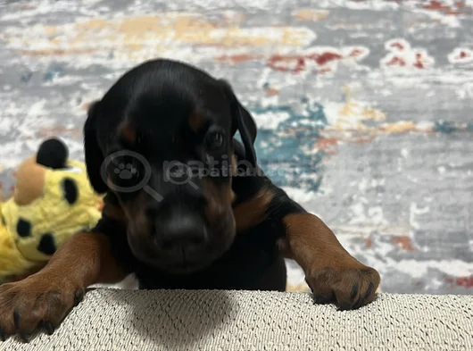 2 Aylık Yavru Dişi Doberman 8000 Tl görsel