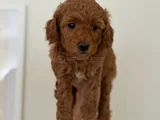 Safkan Toy Poodle Yavrusu  2 Aylık Kore Orijinli