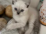Boncuk Mavi̇si̇ Gözleri̇ Maşallah Teslime Hazır