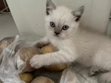 Boncuk Mavi̇si̇ Gözleri̇ Maşallah Teslime Hazır