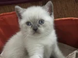 BONCUK MAVİSİ GÖZLERİ MAŞALLAH teslime hazır