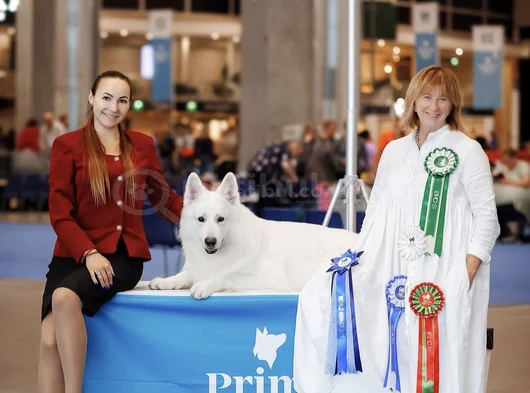 White Swiss İsviçre Kurdu görsel