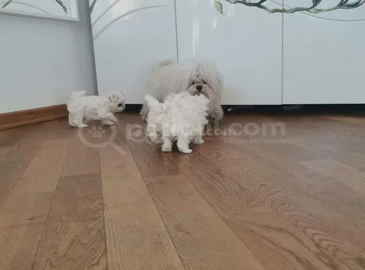Bebek Yüzlü Kore Maltese Yavruları görsel