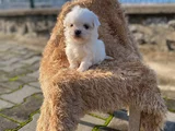 Bebek yüzlü kore Maltese Yavruları