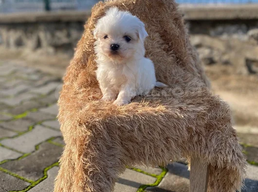 Bebek Yüzlü Kore Maltese Yavruları