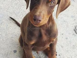 KIZIL DOBERMAN