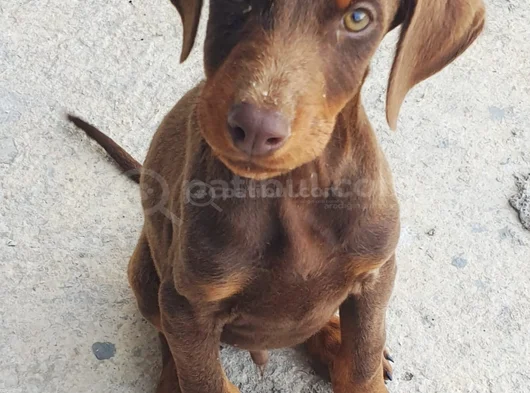 Kizil Doberman