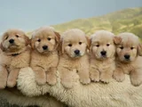Sevimli Surat Golden Retriever Yavrularımız