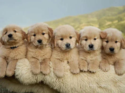 Sevimli Surat Golden Retriever Yavrularımız